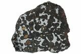 Polished Sericho Pallasite Meteorite ( g) Slice - Kenya #313715-1